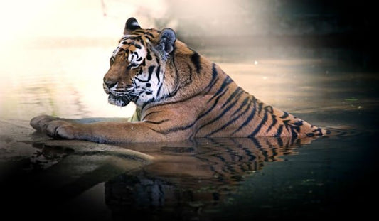 8 Life Lessons From the Life of Pi