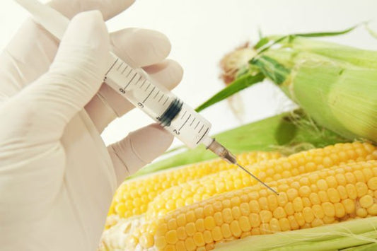 What are GMOs? – Genetically Modified Foods and Your Health