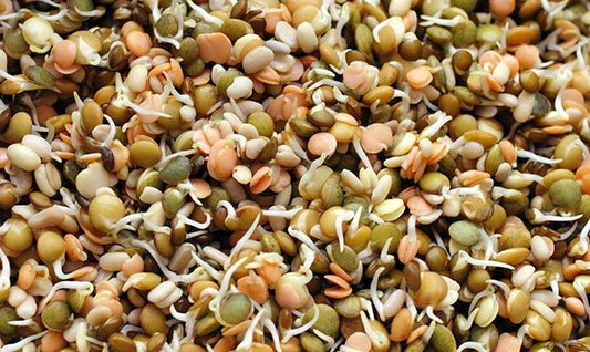 What are Anti-Nutrients?
