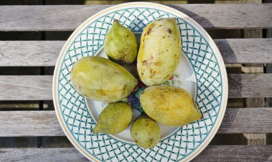 Pawpaw Fruit Benefits: Are Pawpaws Good for You?