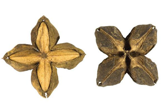 10 Amazing Health Benefits of Sacha Inchi for a Healthier You