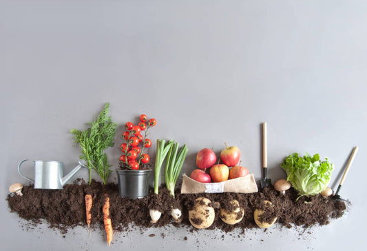 The Evolution of Fruits and Vegetables – How Our Produce Changed Through Time